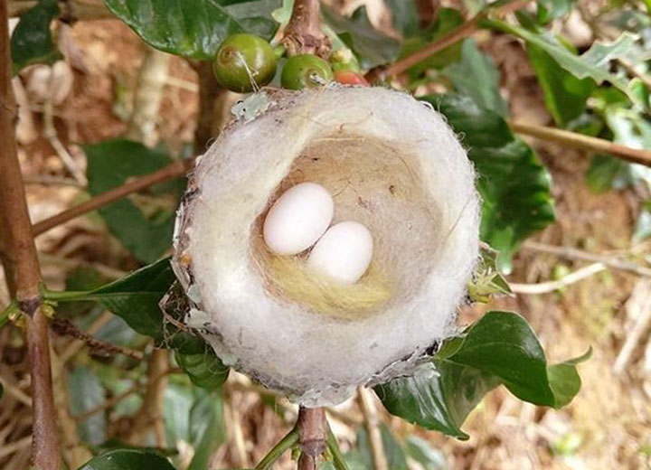 Nido de colibrí colirrufo en una mata de café.