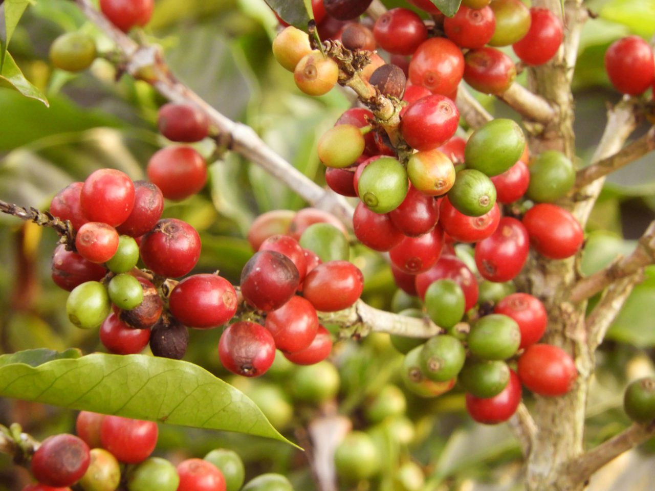 Frutos del café.