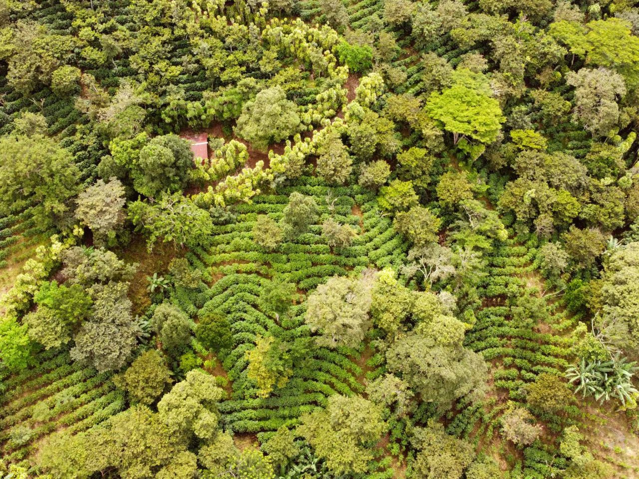 Paisaje cafetero con árboles de sombra.